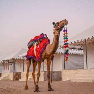 More Than 2 Night / 3 Day Desert Safari Adventure