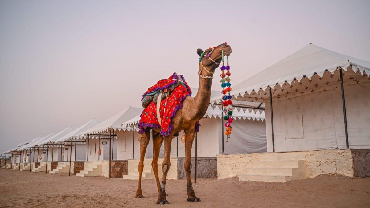 More Than 2 Night / 3 Day Desert Safari Adventure